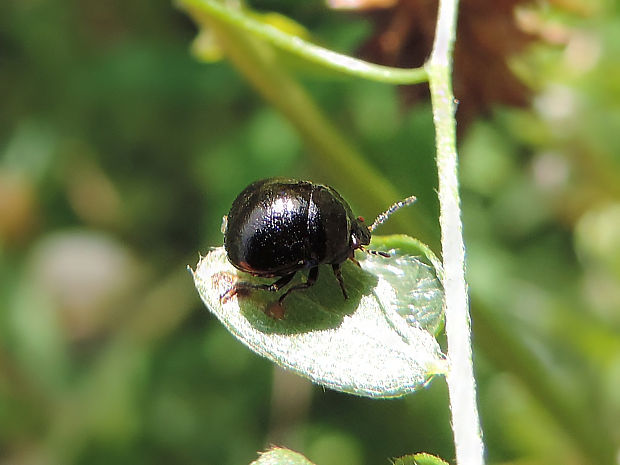 okrúhlička čierna / zaoblenka černá Coptosoma scutellatum Geoffroy, 1785