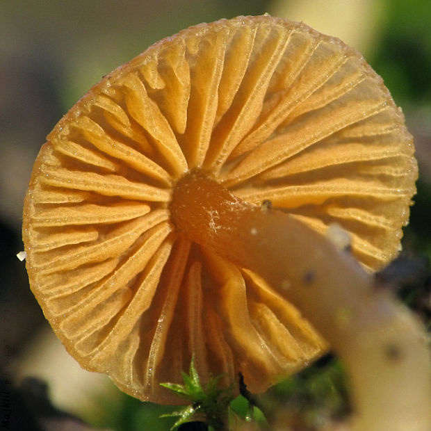 kapucňovka hladká Galerina graminea (Velen.) Kühner