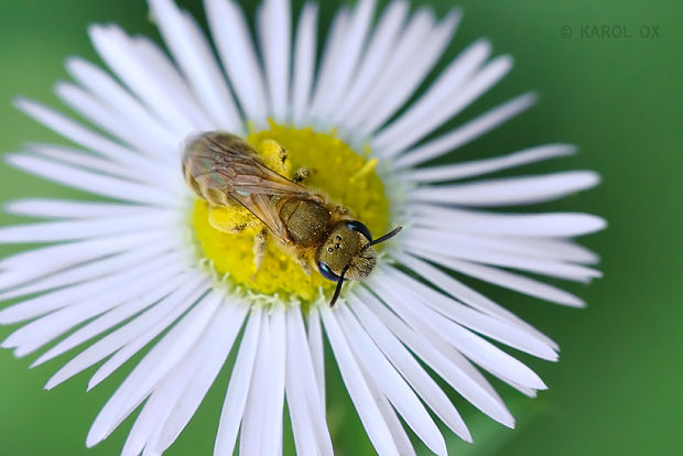 včielka Halictus subauratus