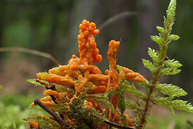 slizovka Myxomycetes