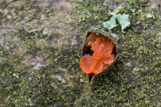 kruhovka Orbilia sp.