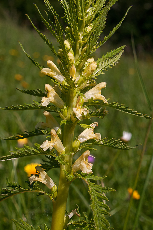 všivec statný Pedicularis exaltata Bunge