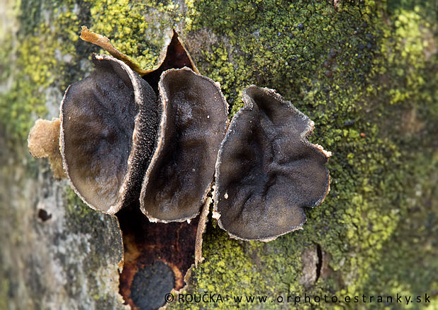 dutinovka lužná Sclerencoelia fascicularis (Alb. & Schwein.) P. Karst.