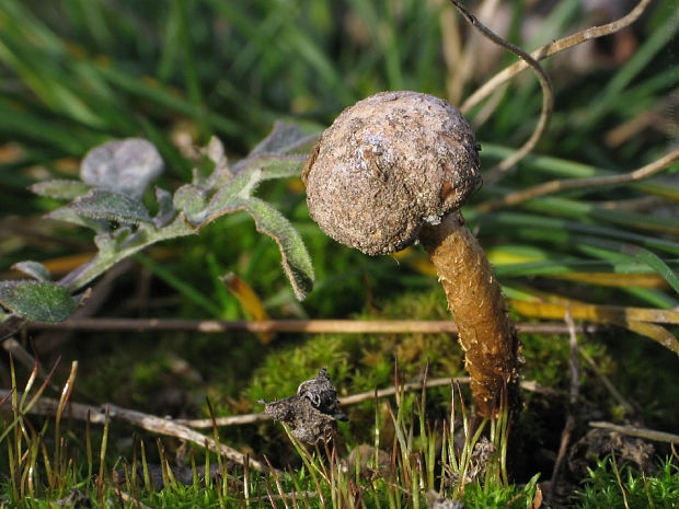 stopkovec zimný Tulostoma brumale Pers.