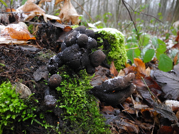 drevnatec kyjakovitý Xylaria polymorpha (Pers.) Grev.