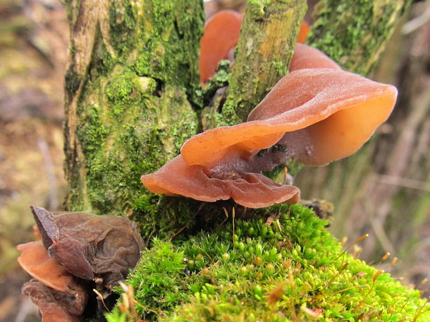 uchovec bazový Auricularia auricula-judae (Bull.) Quél.