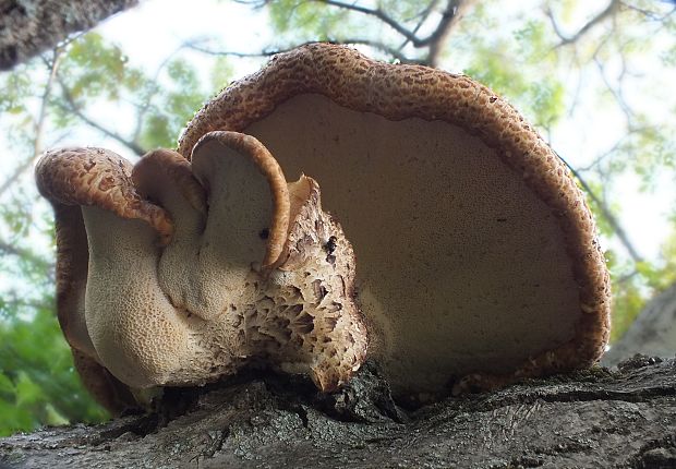 trúdnik šupinatý Cerioporus squamosus (Huds.) Quél.