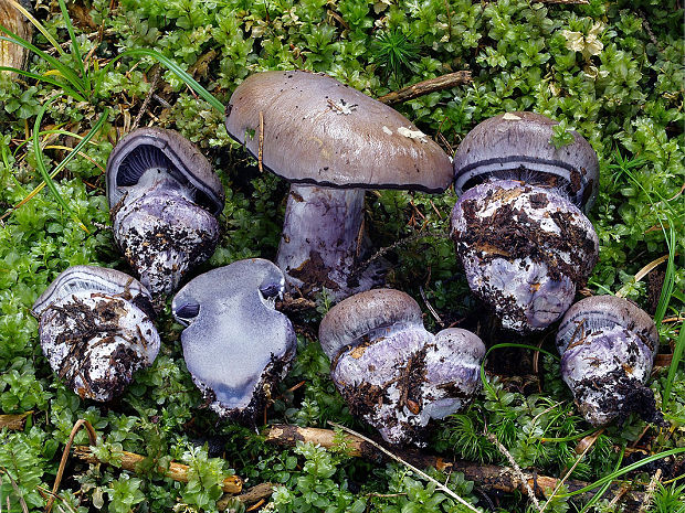 pavučinovec purpurovoškvrnitý Cortinarius purpurascens Fr.