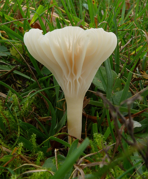 lúčnica snehobiela Cuphophyllus virgineus (Wulfen) Kovalenko