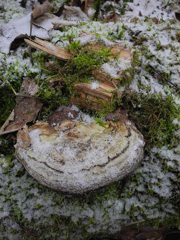 práchnovec kopytovitý Fomes fomentarius (L.) J.J. Kickx