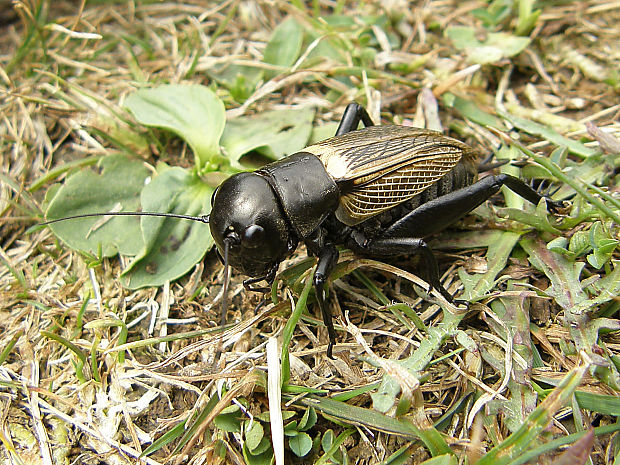 svrček poľný / cvrček polní ♀ Gryllus campestris Linnaeus, 1758