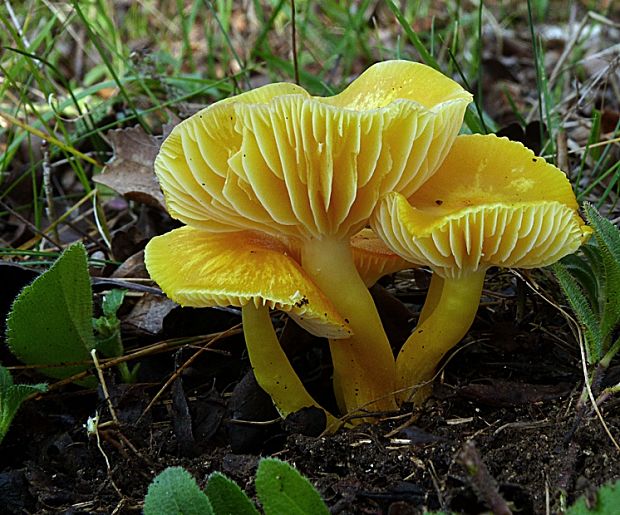 lúčnica citrónovožltá Hygrocybe chlorophana (Fr.) Wünsche