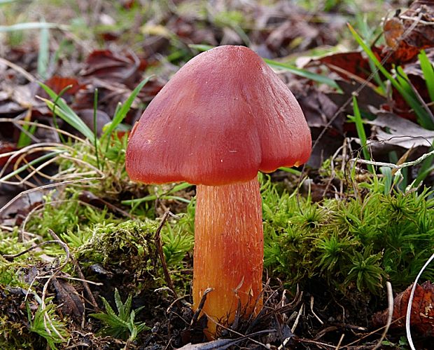 lúčnica granátovočervená Hygrocybe punicea (Fr.) P. Kumm.