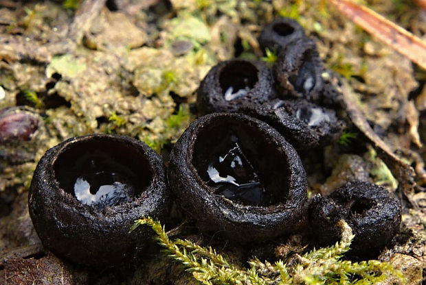 misôčka černastá Pseudoplectania nigrella (Pers.) Fuckel