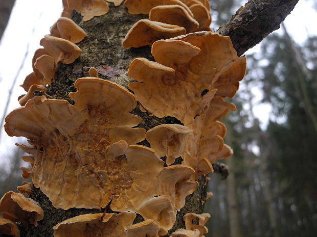 pevník chlpatý Stereum hirsutum (Willd.) Pers.