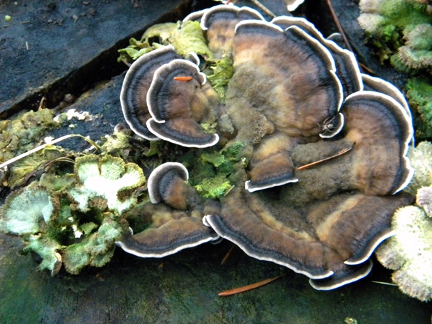 trúdnikovec pestrý Trametes versicolor (L.) Lloyd