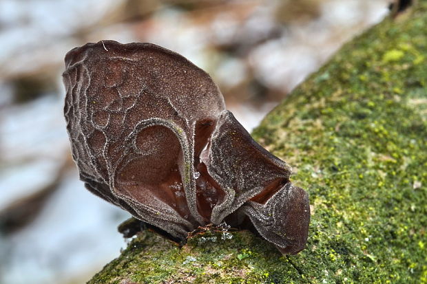 uchovec bazový Auricularia auricula-judae (Bull.) Quél.