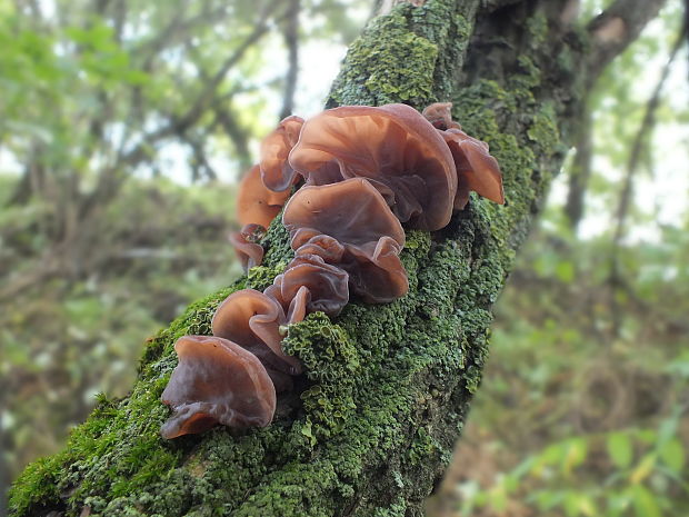 uchovec bazový Auricularia auricula-judae (Bull.) Quél.