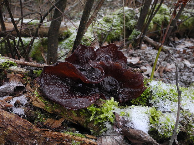 uchovec bazový Auricularia auricula-judae (Bull.) Quél.