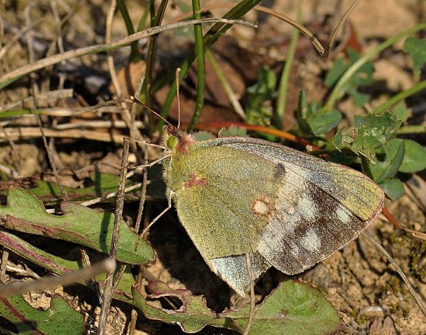 žltáčik Colias sp.