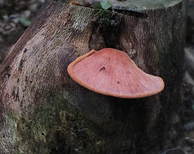 pečeňovec dubový Fistulina hepatica (Schaeff.) With.