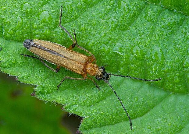 stehnáč Oedemera podagrariae