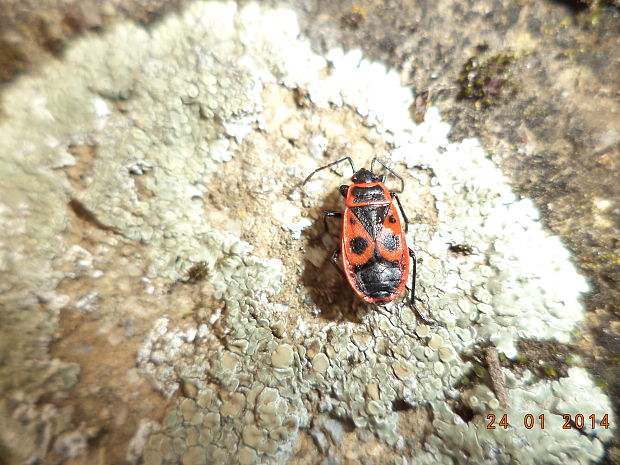 cifrusa bezkridla Pyrrhocoris apterus