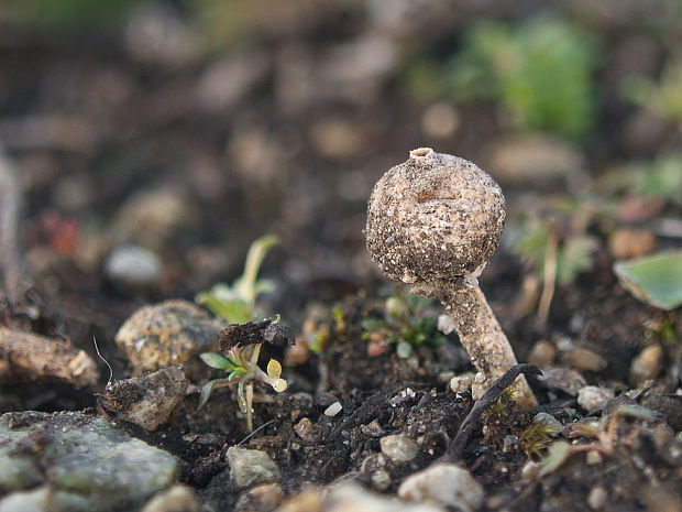 stopkovec zimný ? Tulostoma brumale Pers.