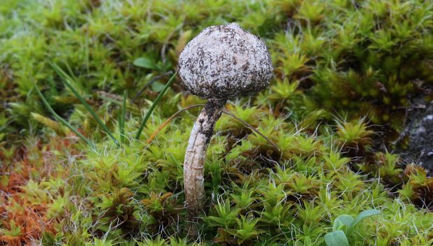 stopkovec zimný Tulostoma brumale Pers.