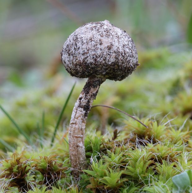 stopkovec zimný Tulostoma brumale Pers.