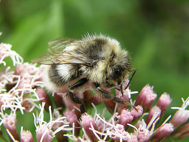 čmeľ hôrny / čmelák lesní Bombus (Thoracobombus) sylvarum Linnaeus, 1761