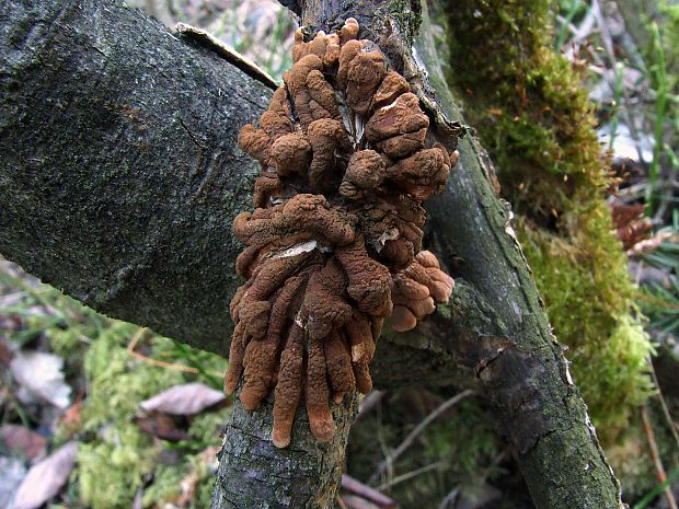 mäsovka lišajníková Hypocreopsis lichenoides (Tode) Seaver