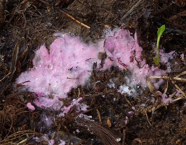 hubožer ružový Hypomyces rosellus (Alb. & Schwein.) Tul. & C. Tul.