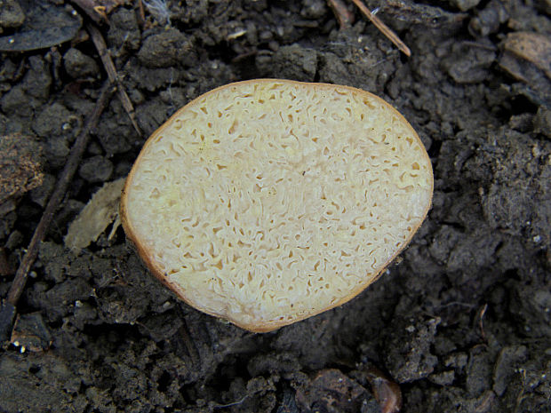 rýdzik Stephensov Lactarius stephensii (Berk.) Verbeken & Walleyn