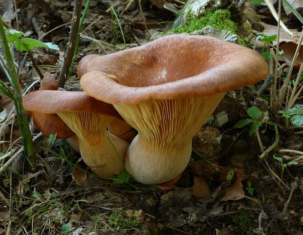 kališník hnedooranžový Omphalotus olearius (DC.) Singer