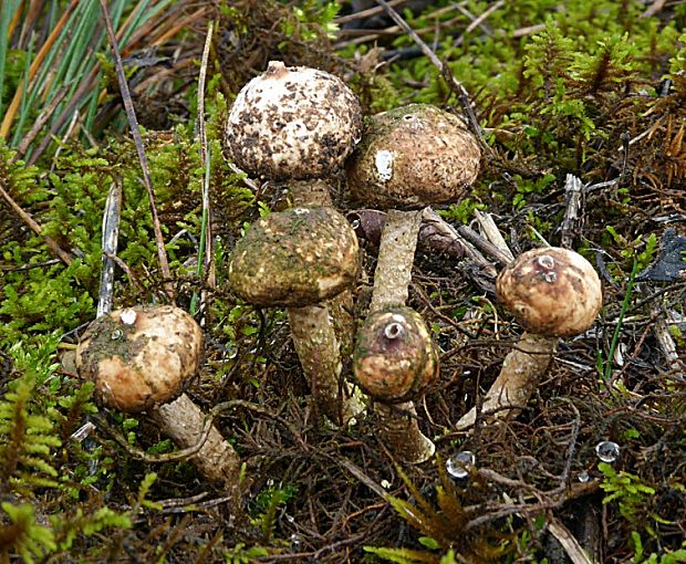 stopkovec zimný Tulostoma brumale Pers.