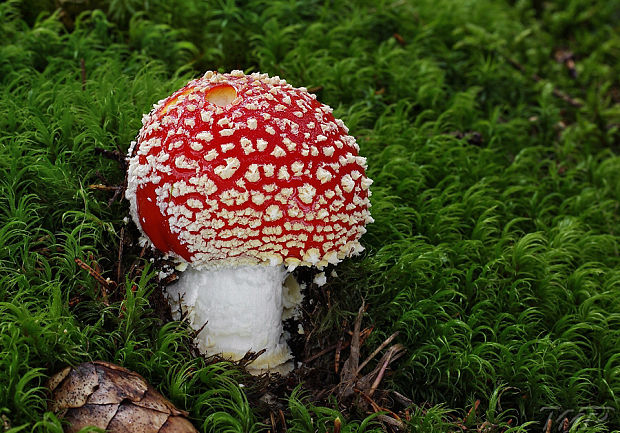 muchotrávka červená Amanita muscaria (L.) Lam.