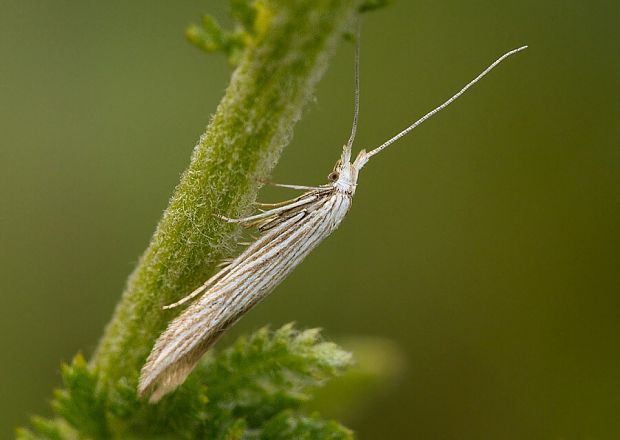 rúrkovček hrdobarkový Coleophora chamaedriella