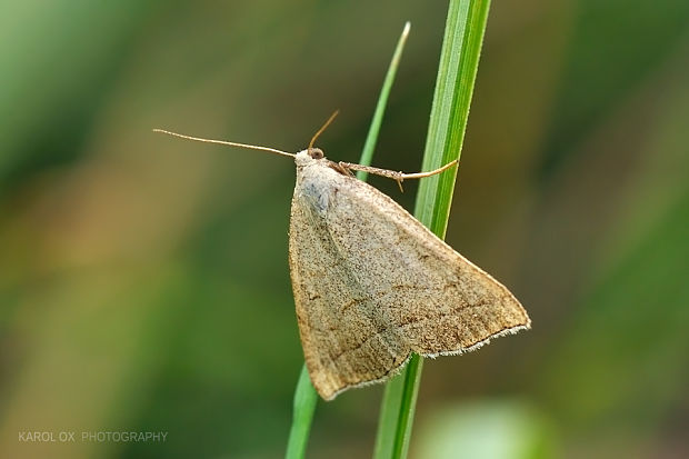 pamora černicová Herminia tarsicrinalis