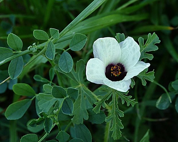 ibištek trojdielny Hibiscus trionum L.