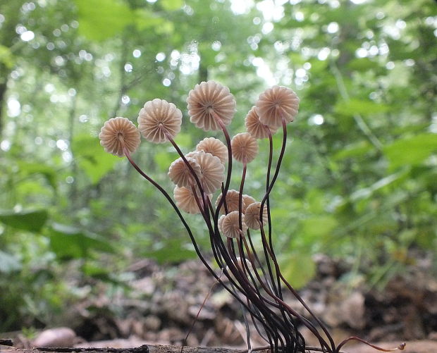 tanečnica golieriková Marasmius rotula (Scop.) Fr.