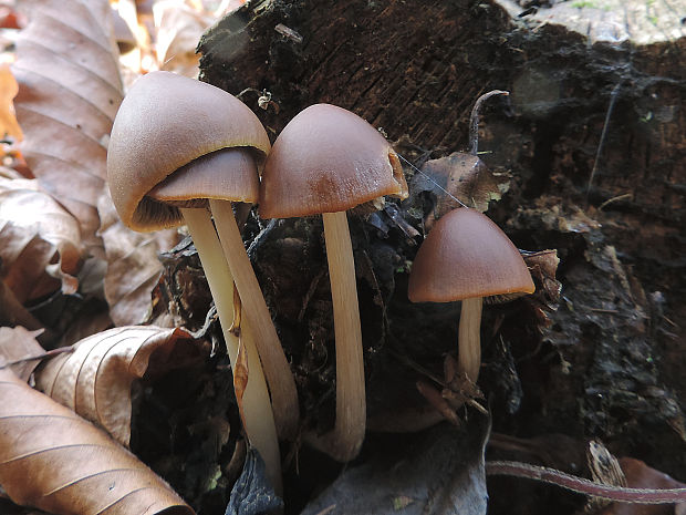 drobuľka / křehutka Psathyrella sp.