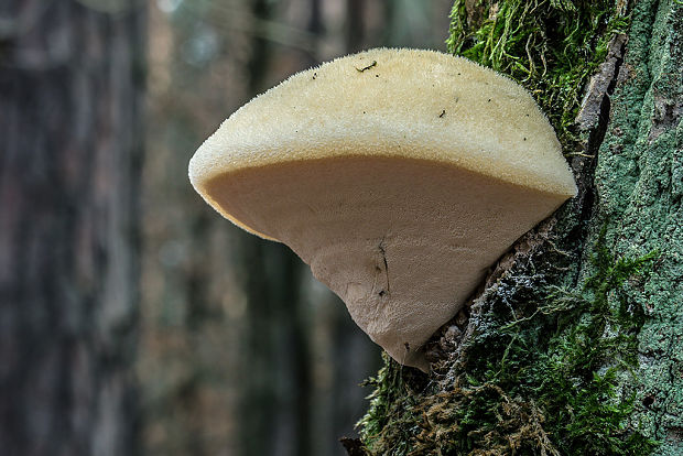 penovec Litschauerov Pseudospongipellis litschaueri (Lohwag) Y.C. Dai & Chao G. Wang