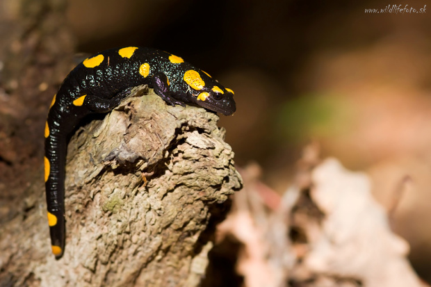 salamandra škvrnitá Salamandra salamandra