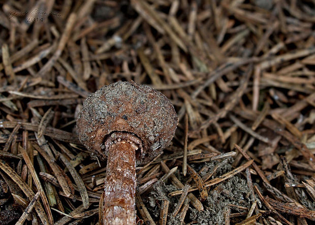 stopkovec hladkovýtrusný Tulostoma fulvellum Bres.