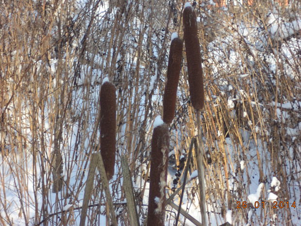 pálka širokolistá Typha latifolia L.