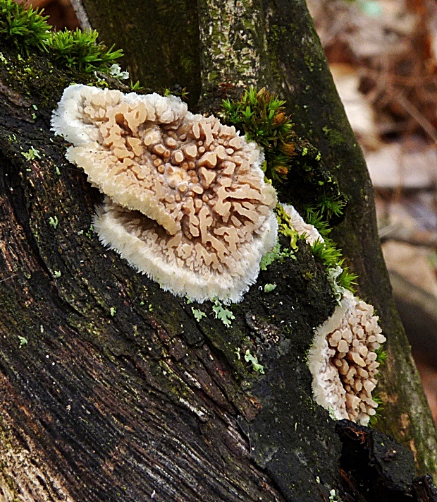 voskovček drsný Xylodon radula (Fr.) Nobles