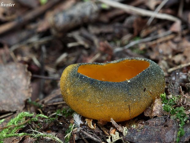 pohárovka ohnivá Caloscypha fulgens (Pers.) Boud.