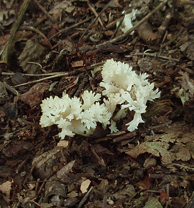 konárovka Clavulina sp.