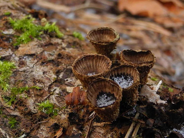 čiaškovec pásikavý Cyathus striatus (Huds.) Willd.